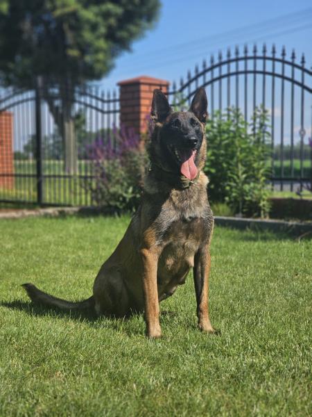 ODA Marshall Dogs (FCI)