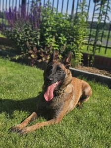 ODA Marshall Dogs (FCI)