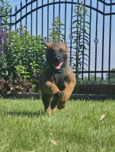 ARES