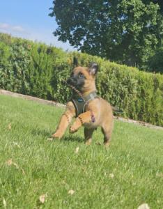 AXEL