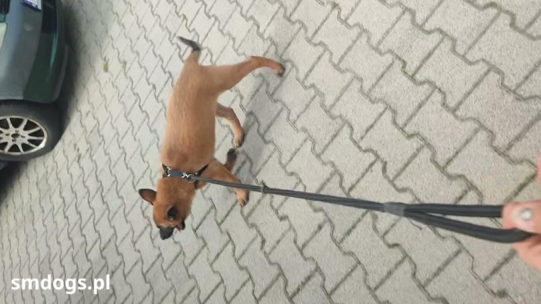 AXEL