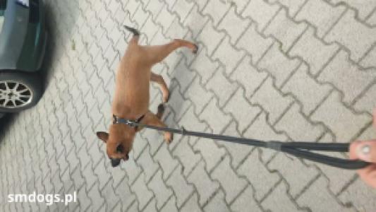 AXEL