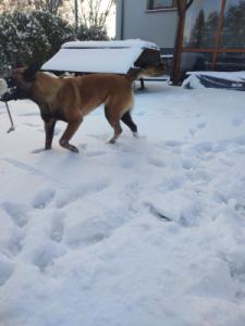 ODA Marshall Dogs (FCI)
