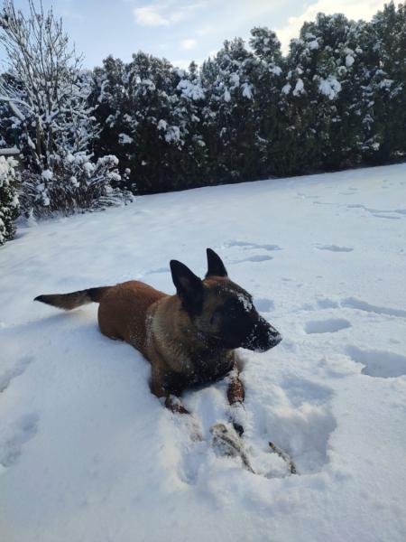 ODA Marshall Dogs (FCI)