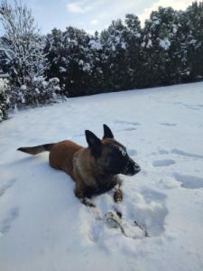 ODA Marshall Dogs (FCI)