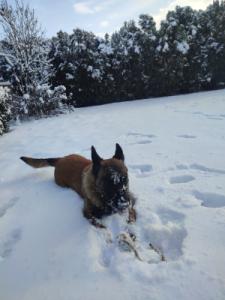 ODA Marshall Dogs (FCI)