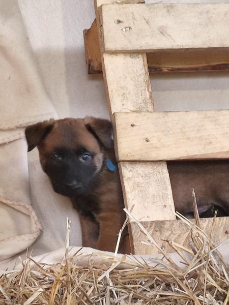 ARES