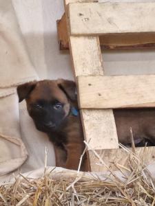 ARES