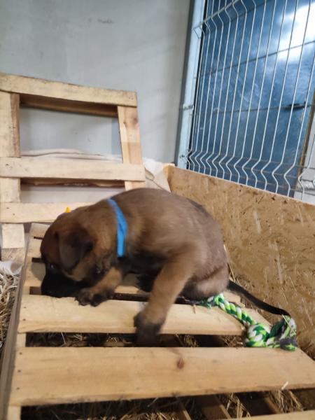 ARES