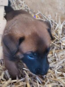 ARES