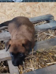 ARES