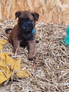 ARES